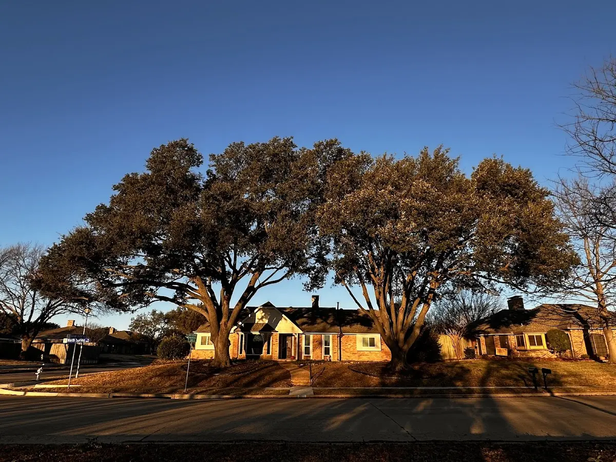Established residential canopy tree shading a home in Falls City